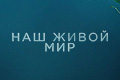 ��� ����� ���
